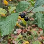 Frangula alnus Frucht