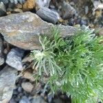 Artemisia umbelliformis Çiçek