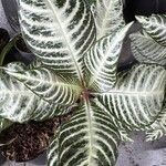 Aphelandra squarrosa Лист