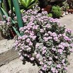 Lampranthus deltoides Flower