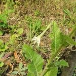 Nicotiana longiflora Floare