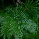 Parkia timoriana List