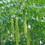 Pterocarya stenoptera Ліст