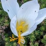 Crocus speciosus Blüte