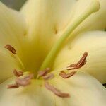 Rhododendron gardenia Flower