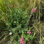 Onobrychis viciifolia Habitat