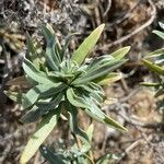 Echium brevirame List