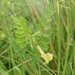 Vicia hybrida Foglia