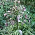 Allium siculum Blomma