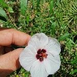 Pavonia hastata Flower