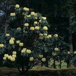 Rhododendron macabeanum عادت