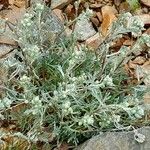 Artemisia umbelliformis Habitat