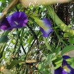 Clitoria ternateaFlower