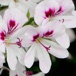 Pelargonium graveolens Floare