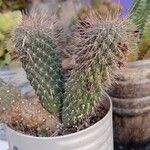 Cylindropuntia fulgida Casca