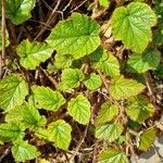 Rubus tricolor Leaf