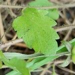 Veronica agrestis Leaf