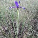 Iris spuria Hàbitat