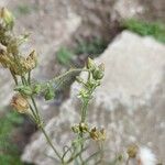 Spergula grandis Flower