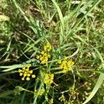 Bupleurum falcatumFiore