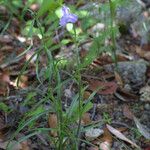 Commelina dianthifolia Alkat (teljes növény)