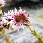 Sempervivum arachnoideumFiore