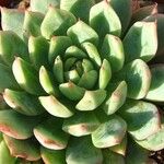 Echeveria colorata List