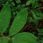 Polygonatum multiflorum Leaf