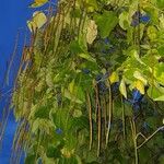 Catalpa ovata ഇല