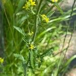 Sisymbrium officinale Foglia