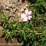 Frankenia ericifolia موطن