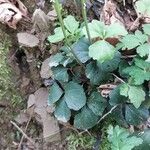 Cardamine trifolia Blad