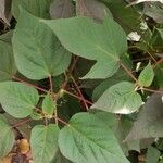 Hibiscus sabdariffa Blad