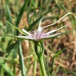 Geropogon hybridus Floare
