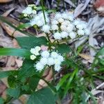 Ageratina adenophora Хабит