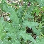 Echinops sphaerocephalus Levél