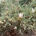 Astragalus tragacantha Kvet