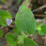 Cyanotis axillaris Blatt