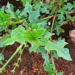 Oxygonum sinuatum Leaf