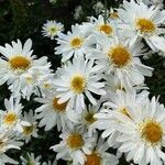 Argyranthemum frutescensফুল