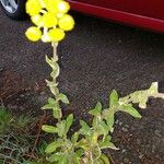 Helichrysum foetidum Kvet