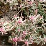 Sedum rubens Hoja