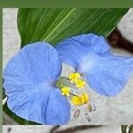 Commelina erectaFlower