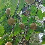 Pyrus pyrifolia Fruit