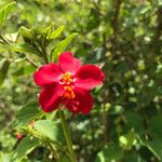 Hibiscus aponeurus Blomst