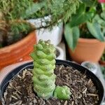 Euphorbia ritchiei Fulla