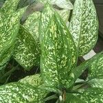 Aglaonema costatum Blatt