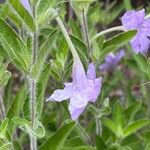 Ruellia humilis Kvet