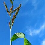 Echinochloa crus-galli ᱛᱟᱦᱮᱸ