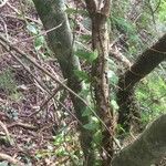 Microgramma vacciniifolia 葉